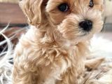 Maltipoo Tüy Dökmez Orjinal Jenerasyon Gerçek Garantili Büyümez