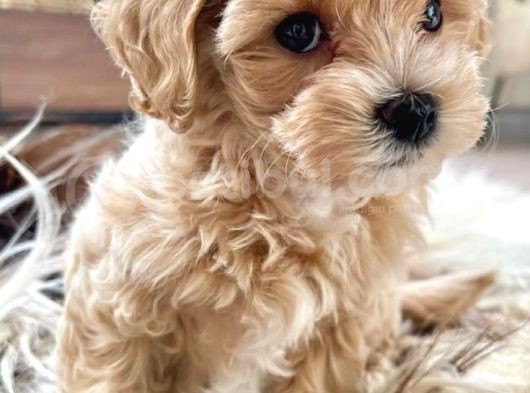 Maltipoo Tüy Dökmez Orjinal Jenerasyon Gerçek Garantili Büyümez görsel