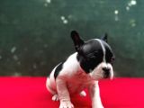 A+ Kali̇te French Bulldog Yavrular