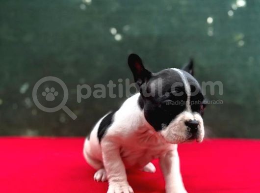 A+ Kali̇te French Bulldog Yavrular görsel
