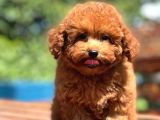 Efsane Guzellikte Toy Poodle Bebekler