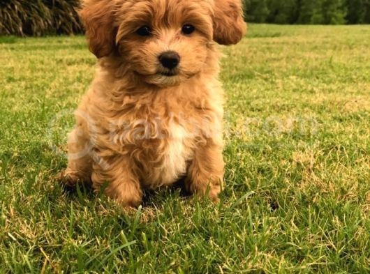 Maltipoo Tüy Dökmez Orjinal Jenerasyon Gerçek Garantili Büyümez