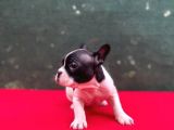 A+ Kali̇te French Bulldog Yavrular
