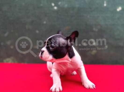 A+ Kali̇te French Bulldog Yavrular görsel