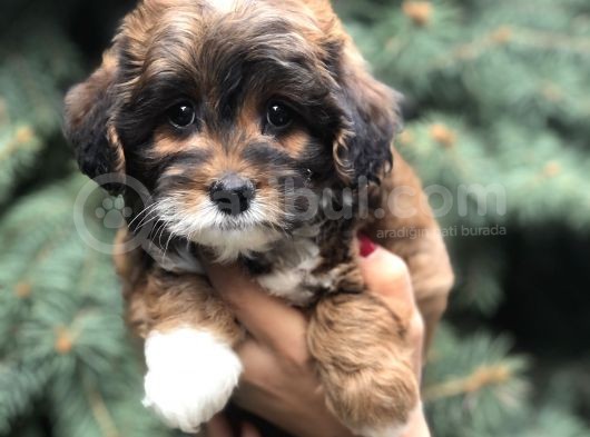 Three Color Maltıpoo görsel