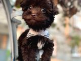 Chocolate Malti̇poo