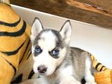Si̇bi̇rya Kurdu Husky A Kali̇te Bebekler