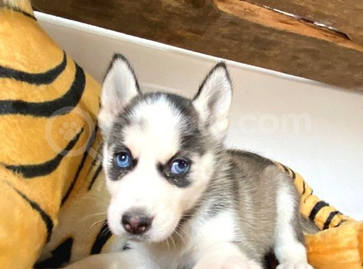 Si̇bi̇rya Kurdu Husky A Kali̇te Bebekler görsel
