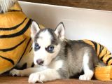 Si̇bi̇rya Kurdu Husky A Kali̇te Bebekler