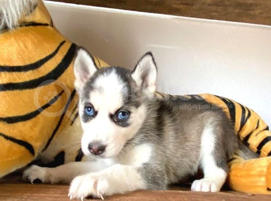 Si̇bi̇rya Kurdu Husky A Kali̇te Bebekler görsel