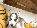 Si̇bi̇rya Kurdu Husky A Kali̇te Bebekler