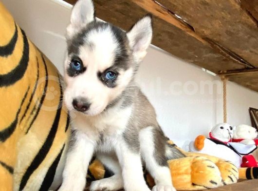 Si̇bi̇rya Kurdu Husky A Kali̇te Bebekler görsel