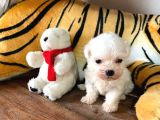 Maltese Terri̇er Sifir Numara Irk Garanti̇li̇