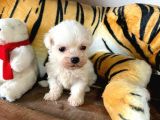 Maltese Terri̇er Sifir Numara Irk Garanti̇li̇