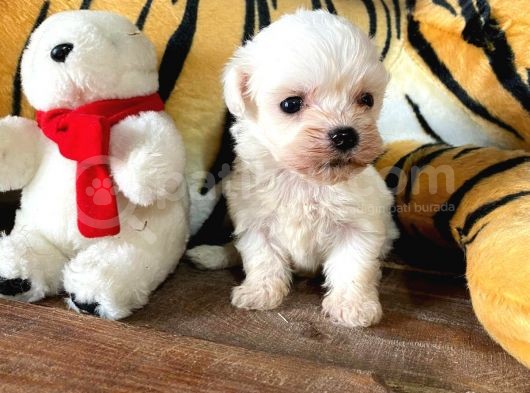 Maltese Terri̇er Sifir Numara Irk Garanti̇li̇