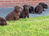 Çi̇ftli̇ği̇mi̇zden Irk Garanti̇li̇ Labrador Yavrular