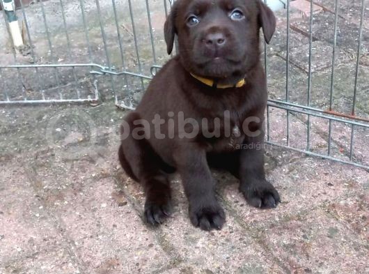 Çi̇ftli̇ği̇mi̇zden Irk Garanti̇li̇ Labrador Yavrular görsel