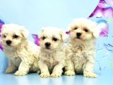 Maltese Terri̇er Yavrusu