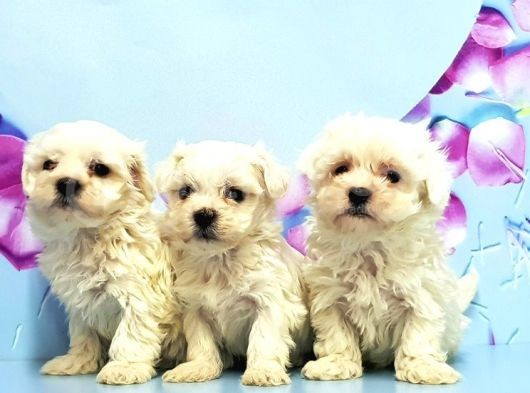 Maltese Terri̇er Yavrusu görsel