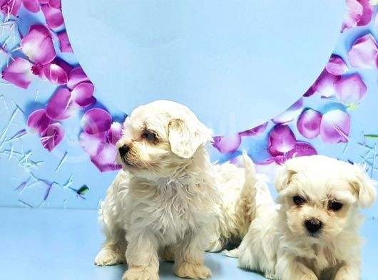 Maltese Terri̇er Yavrusu görsel