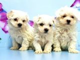 Maltese Terri̇er Yavrusu
