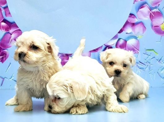 Maltese Terri̇er Yavrusu görsel