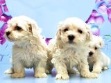 Maltese Terri̇er Yavrusu