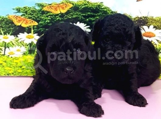 Resmi̇ Üreti̇ci̇den Toy Poodle Yavrular görsel