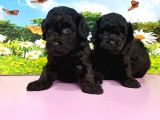Resmi̇ Üreti̇ci̇den Toy Poodle Yavrular