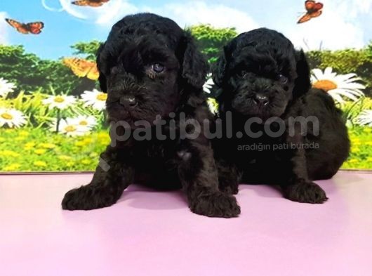 Resmi̇ Üreti̇ci̇den Toy Poodle Yavrular görsel