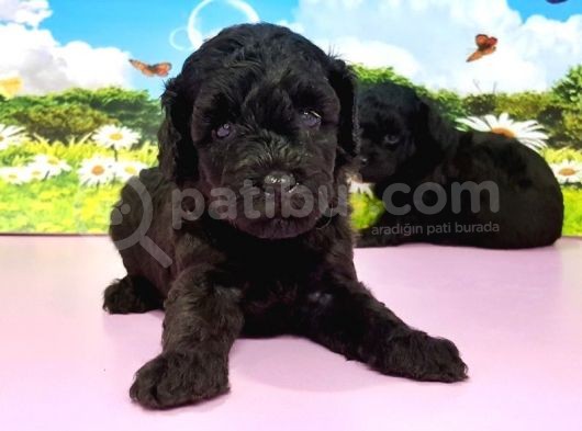 Resmi̇ Üreti̇ci̇den Toy Poodle Yavrular görsel