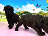 Resmi̇ Üreti̇ci̇den Toy Poodle Yavrular
