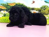 Resmi̇ Üreti̇ci̇den Toy Poodle Yavrular