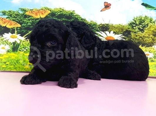 Resmi̇ Üreti̇ci̇den Toy Poodle Yavrular görsel