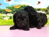 Resmi̇ Üreti̇ci̇den Toy Poodle Yavrular