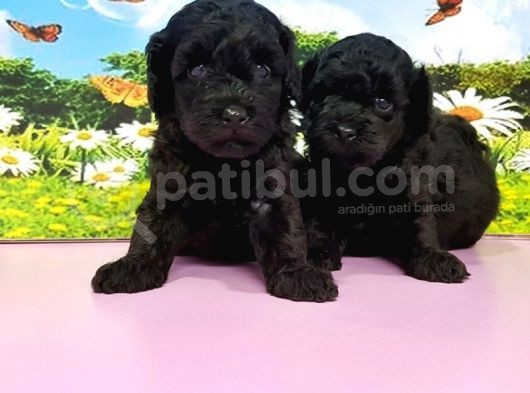 Resmi̇ Üreti̇ci̇den Toy Poodle Yavrular