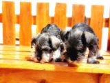 Minyatür Schnauzer Yavrular