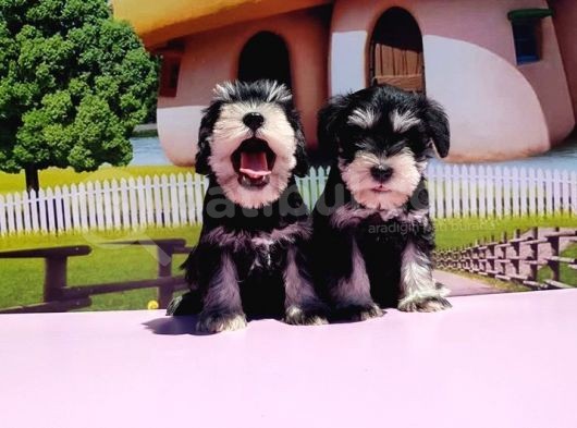 Resmi̇ Üreti̇ci̇den Mi̇nyatür Schnauzer Yavrular görsel