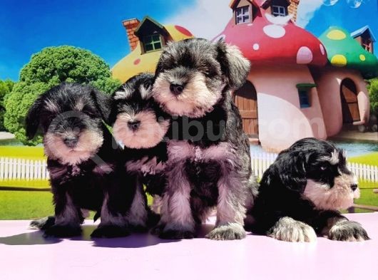 Resmi̇ Üreti̇ci̇den Mi̇nyatür Schnauzer Yavrular görsel