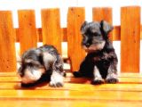 Minyatür Schnauzer Yavrular
