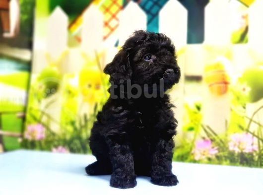 Ruhsatli Üreti̇m Çi̇ftli̇ği̇nden Toy Poodle Yavrular görsel