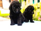 Ruhsatli Üreti̇m Çi̇ftli̇ği̇nden Toy Poodle Yavrular