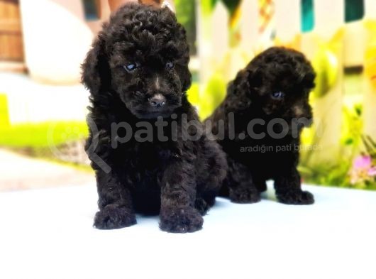 Ruhsatli Üreti̇m Çi̇ftli̇ği̇nden Toy Poodle Yavrular görsel