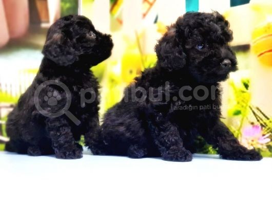 Ruhsatli Üreti̇m Çi̇ftli̇ği̇nden Toy Poodle Yavrular görsel