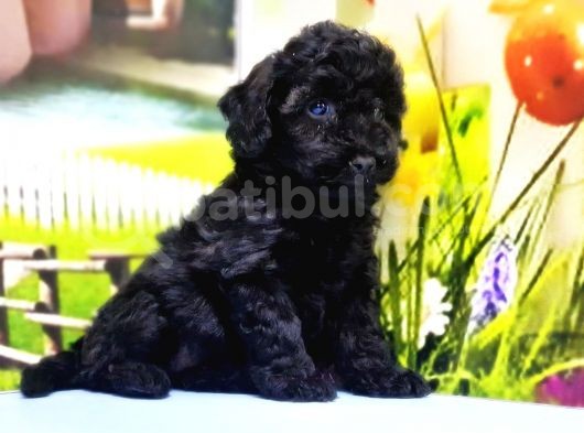 Ruhsatli Üreti̇m Çi̇ftli̇ği̇nden Toy Poodle Yavrular görsel