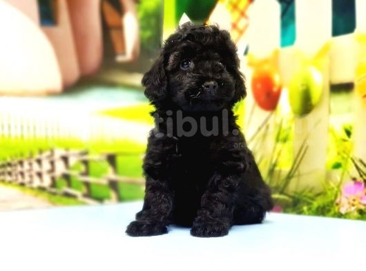 Ruhsatli Üreti̇m Çi̇ftli̇ği̇nden Toy Poodle Yavrular görsel