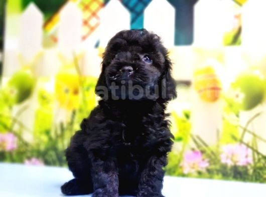 Ruhsatli Üreti̇m Çi̇ftli̇ği̇nden Toy Poodle Yavrular görsel
