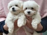 Mini Boy Sevimli Maltese Bebekler