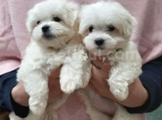 Mini Boy Sevimli Maltese Bebekler görsel