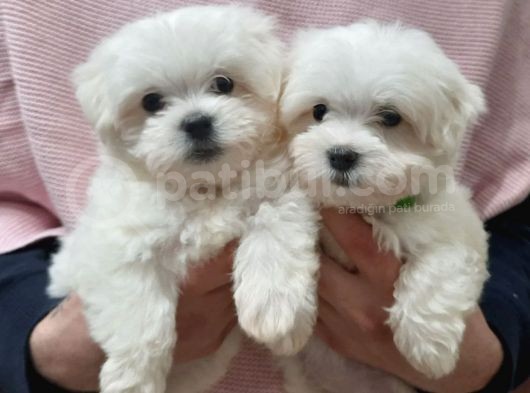 Mini Boy Sevimli Maltese Bebekler